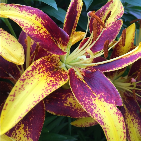 Meet your Posher, Aj - Picture 2 of 2